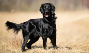 Meet the Elegant Flat-Coated Retriever: Playful, Affectionate, and Energetic! Find your ideal furry friend from our list of reputable Flat-Coated Retriever breeders.