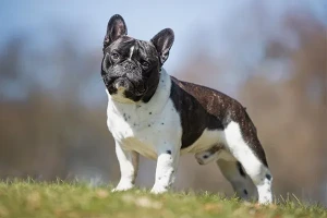 Discover the Charm of French Bulldogs: Adorable, Affectionate, and Playful! Browse our selection of reputable French Bulldog breeders and find your perfect companion today.