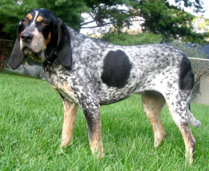 Experience the Beauty of the Bluetick Coonhound - Learn about their exceptional hunting abilities and friendly nature, and find reputable breeders to bring home this loyal and adventurous dog!