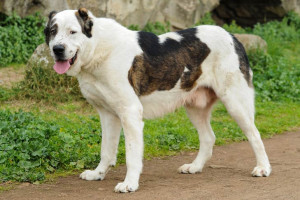 Meet the mighty Central Asian Ovcharka! These powerful and fearless dogs are known for their loyalty and protectiveness, making them excellent guard dogs. Find reputable breeders and learn more about this impressive breed on our website.