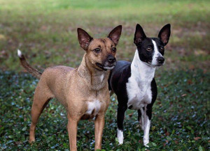Meet the unique and affectionate American Hairless Terrier - a playful and loyal companion! Browse our list of reputable breeders to find your perfect hairless pup.