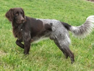 Experience the Versatility of German Longhaired Pointers: Athletic, Intelligent, and Loyal! Find your ideal hunting and companion dog from our list of reputable German Longhaired Pointer breeders.