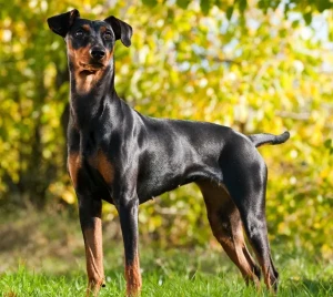 Meet the German Pinscher: Sleek, Smart, and Fearless! Discover your new furry friend from our selection of reputable German Pinscher breeders and experience the joy of owning this loyal and playful breed.