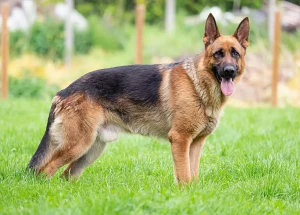 Discover the Beauty and Brains of German Shepherds: Loyal, Intelligent, and Versatile! Connect with our network of trusted German Shepherd breeders and find your perfect furry companion today.