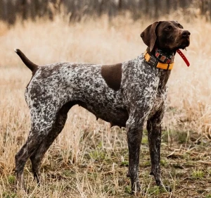 Meet the German Shorthaired Pointer: Athletic, Intelligent, and Affectionate! Discover your new hunting and companion dog from our selection of reputable German Shorthaired Pointer breeders and experience the joy of owning this versatile breed.