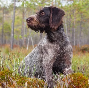 Experience the Versatility of German Wirehaired Pointers: Energetic, Loyal, and Intelligent! Find your ideal hunting and companion dog from our list of reputable German Wirehaired Pointer breeders and discover the joy of owning this loyal and adventurous breed.