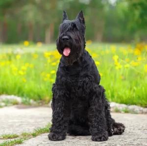 Meet the Mighty Giant Schnauzer: Courageous, Loyal, and Intelligent! Discover your new furry friend from our selection of reputable Giant Schnauzer breeders and experience the joy of owning this powerful and devoted breed.