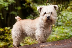 Fall in Love with Glen of Imaal Terriers: Spirited, Loyal, and Fearless! Browse our selection of reputable Glen of Imaal Terrier breeders and find your perfect match today.