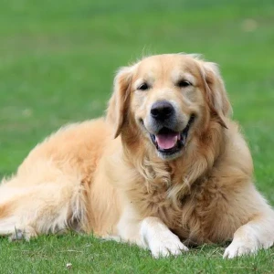 Meet the Golden Retriever: Loving, Loyal, and Playful! Connect with our network of trusted Golden Retriever breeders and find your perfect furry companion today.