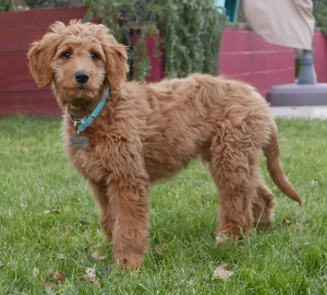 Experience the Best of Both Worlds with Goldendoodles: Smart, Loving, and Hypoallergenic! Discover your new furry friend from our selection of reputable Goldendoodle breeders and experience the joy of owning this lovable and adorable breed.
