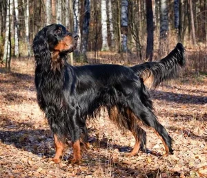 Discover the Beauty and Brains of Gordon Setters: Elegant, Intelligent, and Affectionate! Connect with our network of trusted Gordon Setter breeders and find your perfect furry companion today.