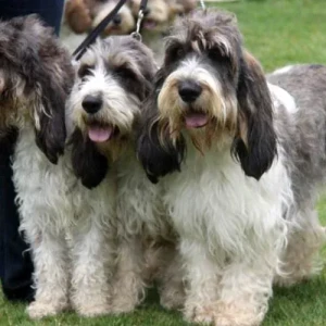 Meet the Grand Basset Griffon Vendeen: Affectionate, Versatile, and Brave! Explore our selection of reputable Grand Basset Griffon Vendeen breeders and find your perfect furry companion today.