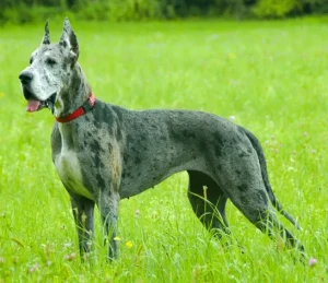 Discover the Majestic Great Dane: Gentle, Friendly, and Regal! Connect with our network of trusted Great Dane breeders and find your perfect furry companion today.