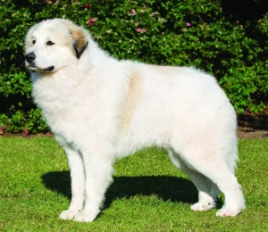 Experience the Beauty and Loyalty of Great Pyrenees: Gentle, Devoted, and Protective! Browse our selection of reputable Great Pyrenees breeders and find your new furry friend today.