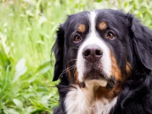 Meet the Loyal and Loving Greater Swiss Mountain Dog: Brave, Devoted, and Playful! Explore our network of reputable Greater Swiss Mountain Dog breeders and find your perfect furry companion today.