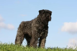 Meet the Gentle Giant - Bouvier des Flandres. Find out everything you need to know about this big-hearted and versatile breed and connect with reputable breeders to bring home your new furry family member!