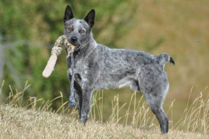 Discover the Unique Charm of the Australian Stumpy Tail Cattle Dog: A Loyal Working Partner with a Distinctive Stump Tail. Explore Our Comprehensive List of Australian Stumpy Tail Cattle Dog Breeders and Bring Home Your Perfect Match!