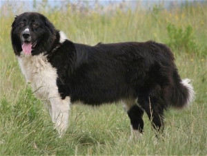Meet the Bulgarian Shepherd Dog: A loyal and fearless protector. Learn more about this ancient breed and find reputable breeders near you on our website.