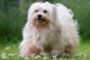 A cuddly ball of fluff and love! Meet the Havanese - a playful and affectionate breed that will steal your heart. Our website provides information and a list of reputable Havanese breeders who prioritize the health and well-being of their dogs.