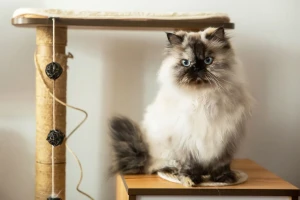Meet the majestic Himalayan cat - a breed renowned for its striking beauty and affectionate personality. With their fluffy fur, bright blue eyes, and distinctive point coloring, Himalayans are sure to turn heads and win hearts. Whether you're looking for a loyal lap cat or a regal companion, the Himalayan breeders on our list can help you find your purrfect match.