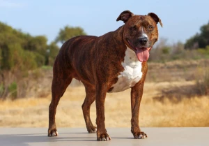 Discover the Loyal and Loving American Pit Bull Terrier - Connect with Trusted Breeders for Your Next Furry Family Member