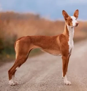Graceful and Agile: Meet the Ibizan Hound - The Perfect Companion for Active Owners.