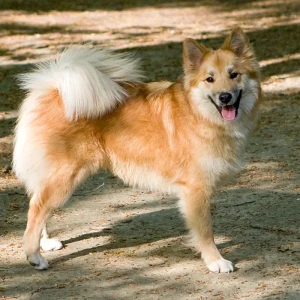 Meet the adorable Icelandic Sheepdog, a loyal and energetic breed with a playful personality! Browse our list of reputable Icelandic Sheepdog breeders to find your perfect companion.