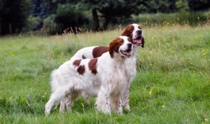 Graceful, Athletic and Loyal - Meet the Irish Red and White Setter, an excellent hunting companion and loving family pet. Check out our list of reputable Irish Red and White Setter breeders to find your perfect match.