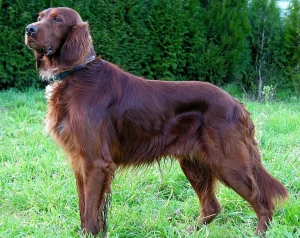 Meet the Irish Setter - a friendly and energetic companion that's always ready for adventure! Learn more about this gorgeous breed and find reputable Irish Setter breeders near you.