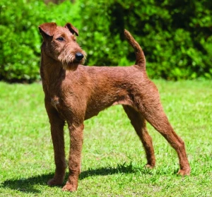 Meet the charming Irish Terrier - a loyal and spirited companion for life! Explore our website to find reputable breeders and learn more about this playful and intelligent breed.