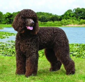 Discover the unique personality and charm of the Irish Water Spaniel. Find reputable breeders and learn more about this fascinating breed on our website!