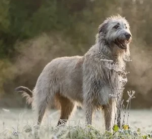 Meet the Majestic Irish Wolfhound: a gentle giant and loyal companion. Learn more about this ancient breed and find reputable Irish Wolfhound breeders near you.