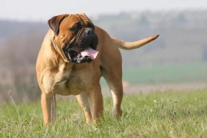 A loyal and powerful guardian, the Bullmastiff is the perfect addition to any family looking for a devoted companion. Find reputable Bullmastiff breeders on our website and bring home a loving protector today.