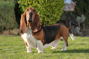 Meet the adorable Basset Hound - the perfect furry companion for any home. Find reputable breeders and learn everything you need to know about this lovable breed on our website!