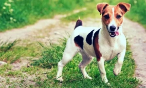 Meet the lively and lovable Jack Russell Terrier - learn about this wonderful breed and find your perfect match from our list of reputable Jack Russell Terrier breeders!