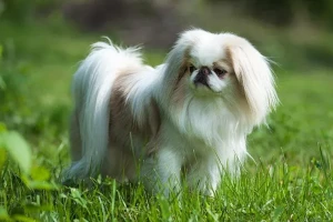 Meet the charming and affectionate Japanese Chin - discover more about this wonderful breed and find your new furry companion from our trusted list of breeders!