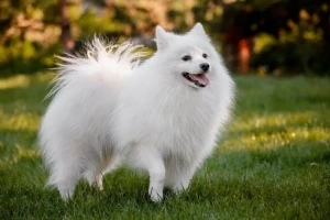 Experience the beauty and intelligence of the Japanese Spitz - find your perfect match from our list of reputable breeders and learn all about this amazing breed!