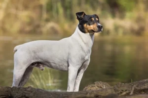 Discover the spunky and loyal Japanese Terrier - learn more about this rare breed and find a responsible breeder to bring home your new best friend!