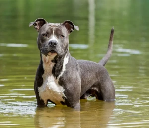 Discover the Courageous American Staffordshire Terrier - Find Your Perfect Pup from Reputable Breeders on Our Site