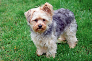 Meet the adorable Chorkie, a charming and spunky crossbreed between a Chihuahua and a Yorkshire Terrier! These pint-sized pups are full of personality and make great companions for those looking for a loyal and affectionate lap dog. Check out our list of reputable Chorkie breeders to bring one of these cuties into your home!