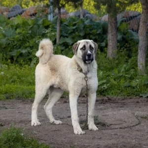 Introducing the majestic Kangal Dog - learn all about this ancient and impressive breed and find a reputable breeder to bring home your own loyal and protective companion!