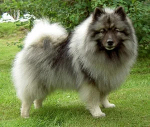 Meet the lovable and outgoing Keeshond - explore our website to learn more about this playful and intelligent breed, and find a trusted breeder to welcome your new furry family member!
