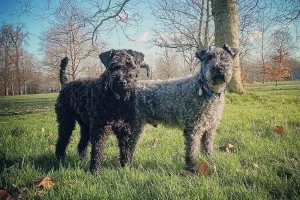 Discover the spirited and adaptable Kerry Blue Terrier - browse our website to learn all about this unique and beloved breed, and find a reputable breeder to bring home your loyal and affectionate new companion!