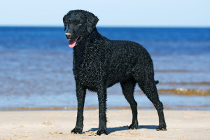 Introducing the Curly-Coated Retriever, a loyal and athletic breed with a distinctive curly coat. Known for their strong retrieving instincts and love of water, these dogs make excellent companions for active families. Check out our list of Curly-Coated Retriever breeders to find your new furry friend!