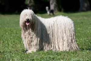 Experience the striking and loyal Komondor - learn more about this ancient and majestic breed and find a responsible breeder to bring home your own devoted and protective companion!
