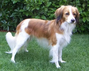 Meet the charming and energetic Kooikerhondje - discover more about this fun-loving and intelligent breed, and find a trusted breeder to bring home your new furry family member!