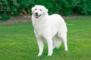 Discover the regal and protective Kuvasz - learn all about this ancient and impressive breed, and find a reputable breeder to bring home your loyal and devoted new companion!