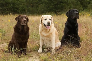 Looking for a loyal and friendly companion? Meet the Labrador Retriever - browse our website for comprehensive information on this beloved breed and find a list of trusted breeders to bring home your perfect furry friend!