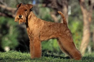 Discover the spunky and lovable Lakeland Terrier - explore our website for detailed information on this playful and adaptable breed, and find a reputable breeder to bring home your new furry family member!