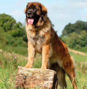 Meet the majestic and gentle Leonberger - discover more about this impressive and loyal breed, and find a reputable breeder to bring home your own furry giant and devoted family member!
